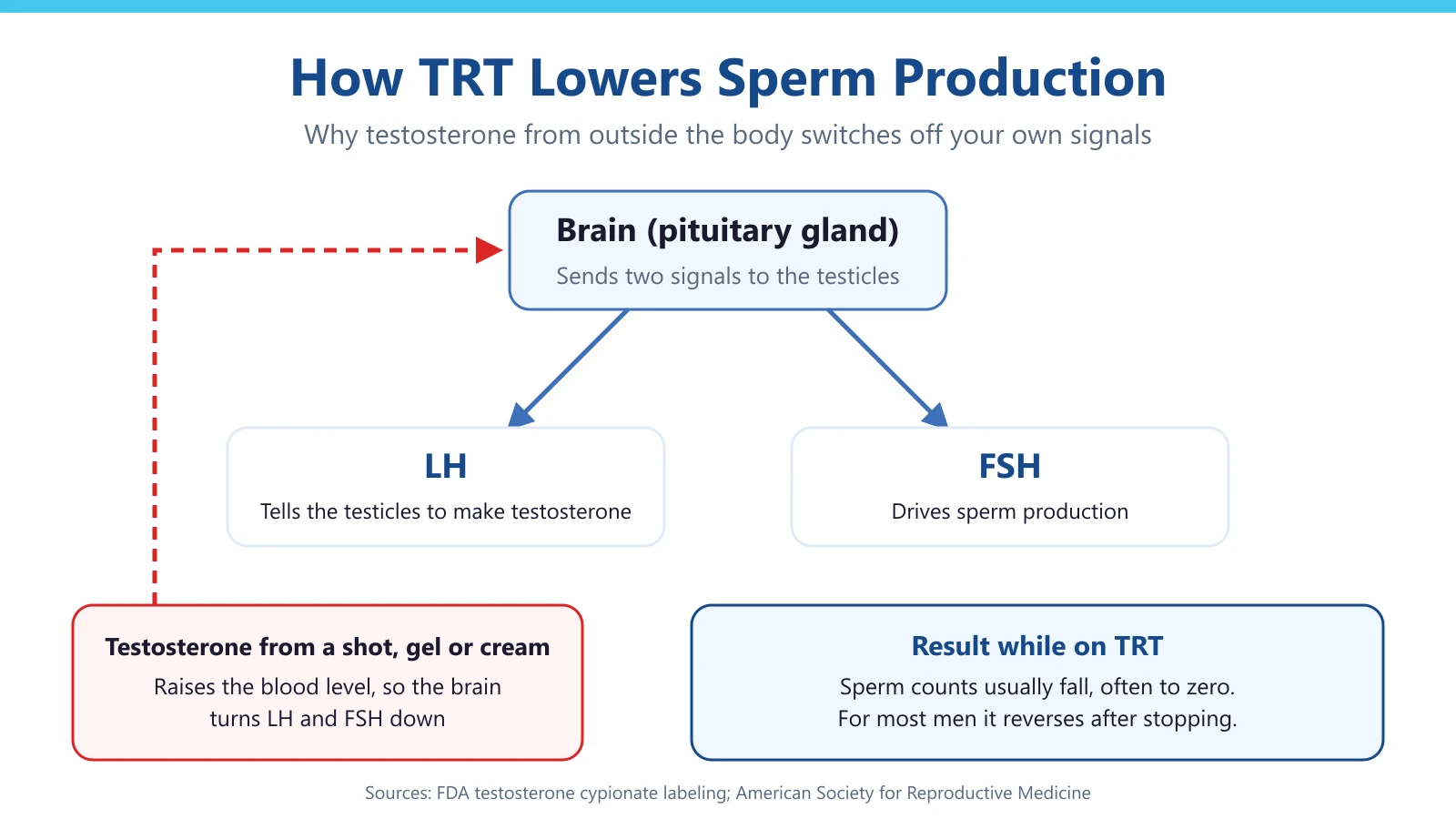Does TRT Make You Infertile? What Men Should Know First - Med Matrix functional medicine blog